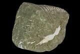 1.8" Pyrite Replaced Brachiopod (Paraspirifer) - Ohio - #130275-2